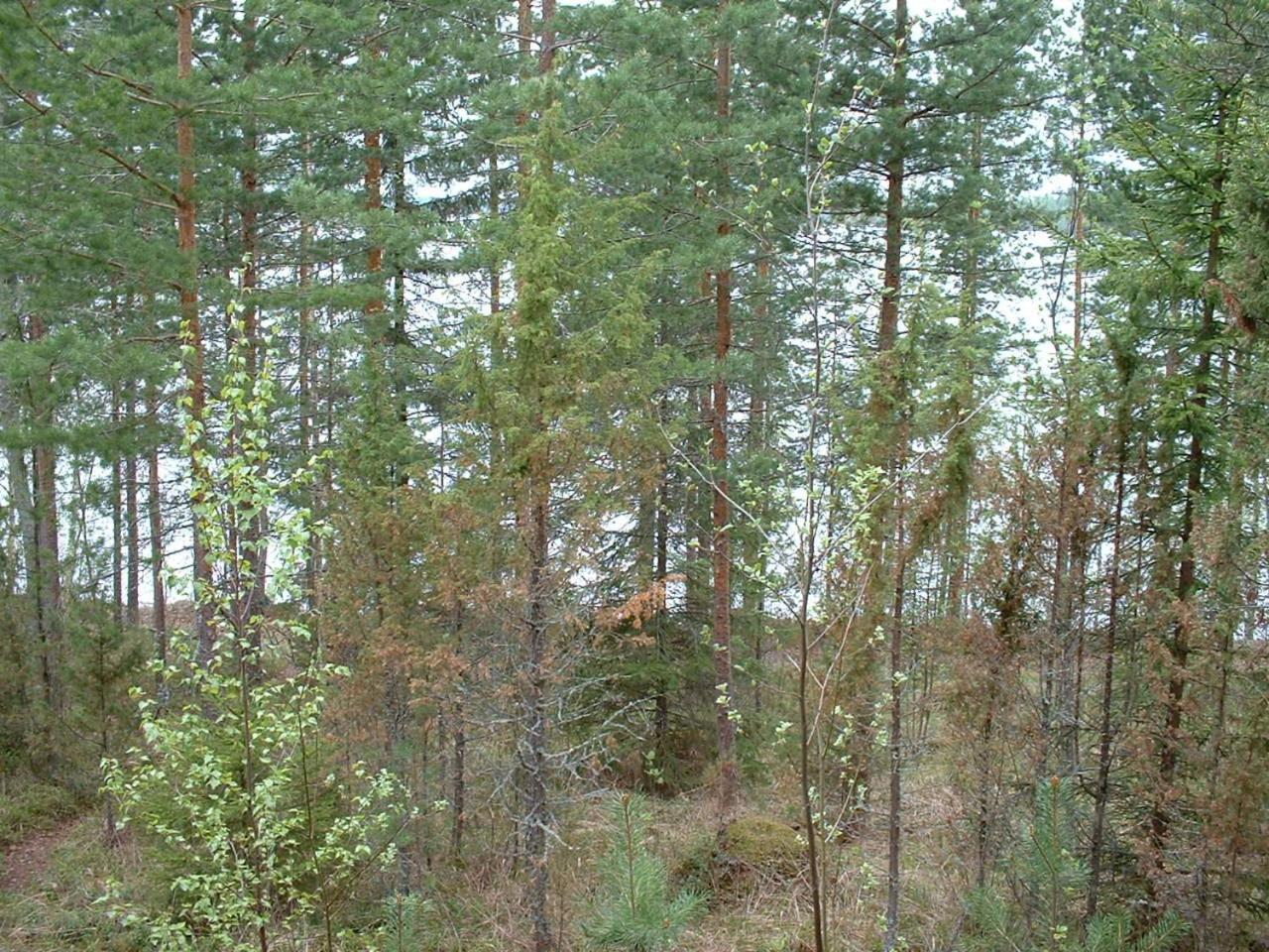 Вилла Pitkaeniemen Lomamoekit Joutsa Экстерьер фото